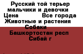 Русский той-терьер мальчики и девочки › Цена ­ 8 000 - Все города Животные и растения » Собаки   . Башкортостан респ.,Сибай г.